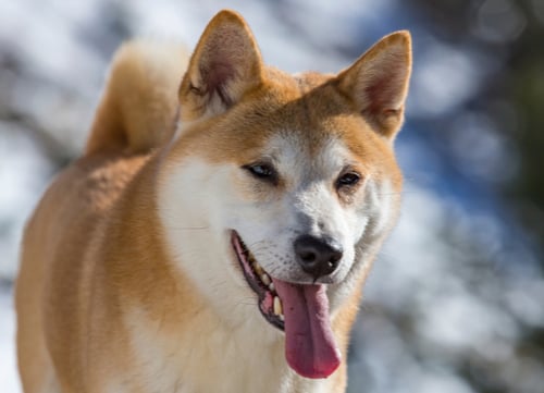 Prettiest Dog Breeds Shiba Inu