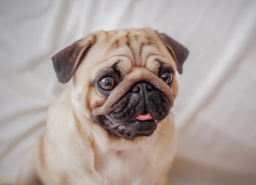 mellow dog breeds pug