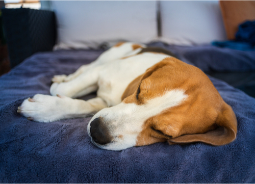 beagle dog breeds prone to seizures