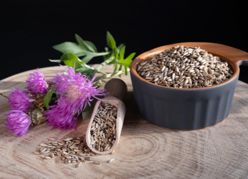 herbal remedies for dogs Milk Thistle