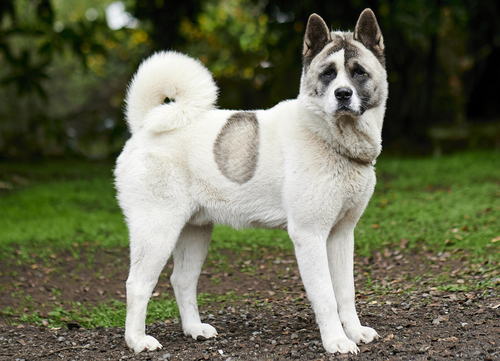 Norwegian dog breeds Buhund