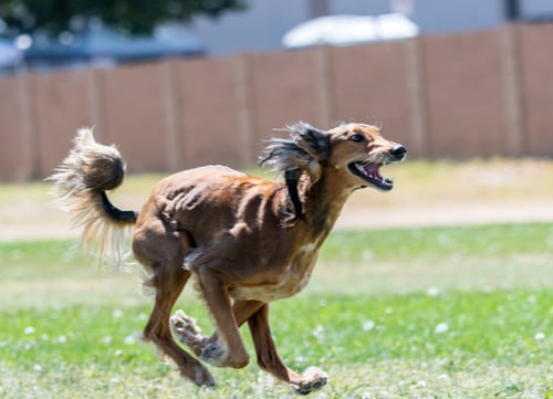 Racing Dogs Saluki