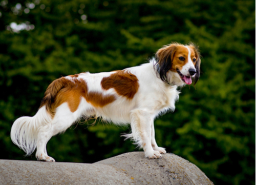 Spaniel dog breeds Nederlandse Kooikerhondje