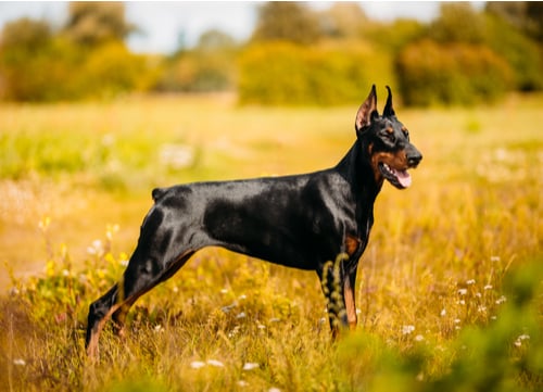 Prettiest Dog Breeds Doberman Pinscher