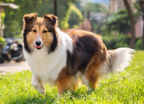 shetland sheepdog dog breeds prone to seizures