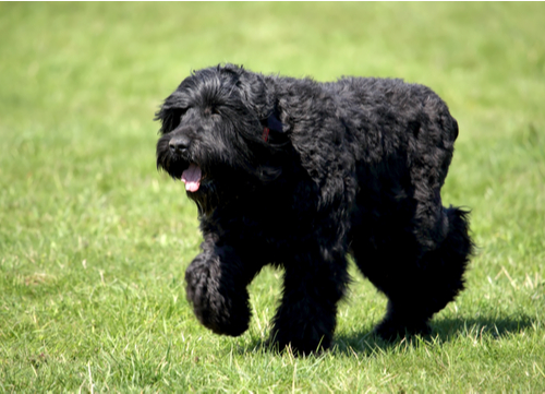 Russian dog breed Black Russian Terrier