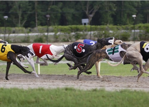 Racing Dogs Greyhound