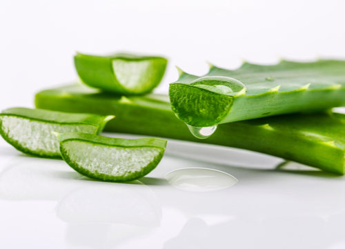 herbal remedies for dogs - aloe vera