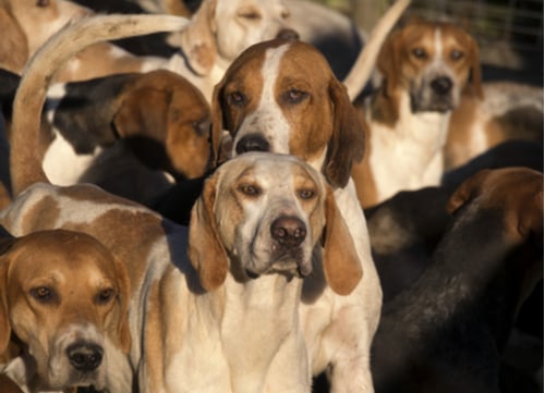 hunting hound dogs