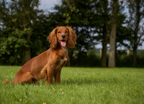 Cocker spaniel dog breed