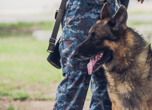 Military Dog Breed German Shepherd