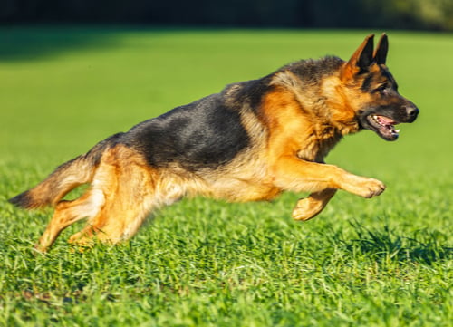 Racing Dogs German Shepherd