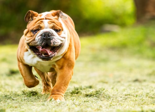 Mellow dog breeds English Bulldog