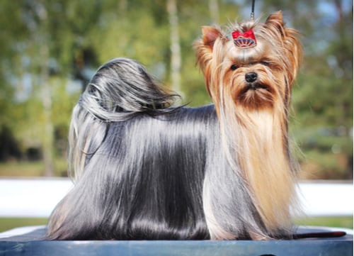 Prettiest Dog Breeds Yorkshire Terrier