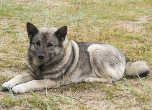 Norwegian Dog Breeds Norwegian Elkhound