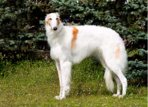 Russian dog breed Borzoi