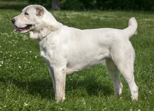 Russian Dog Breeds Central Asian Shepherd 