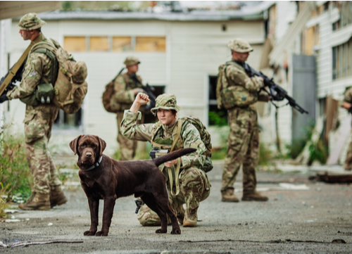 Military Dog Breed Labrador Retriever 