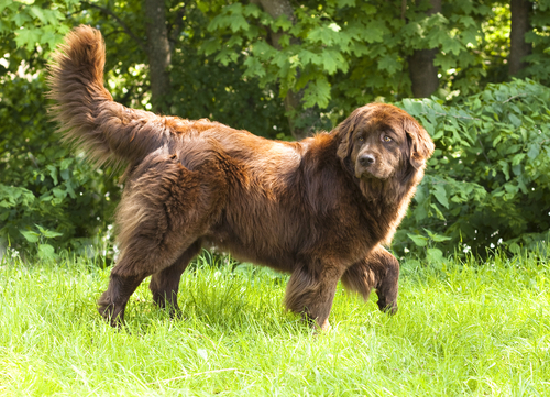 Most affectionate dog breed Newfoundland