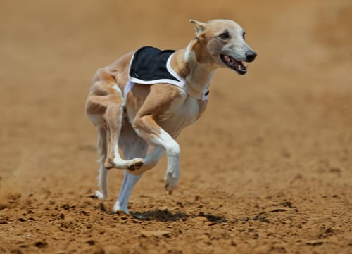 Racing Dogs Whippet