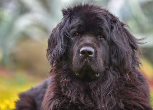 mellow dog breeds Newfoundland