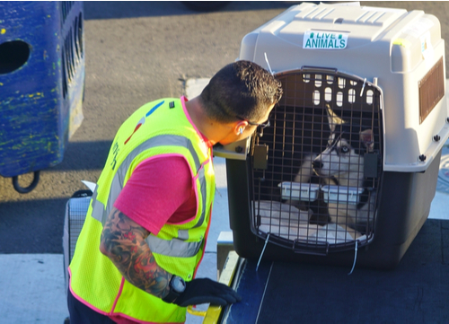 emotional support animals