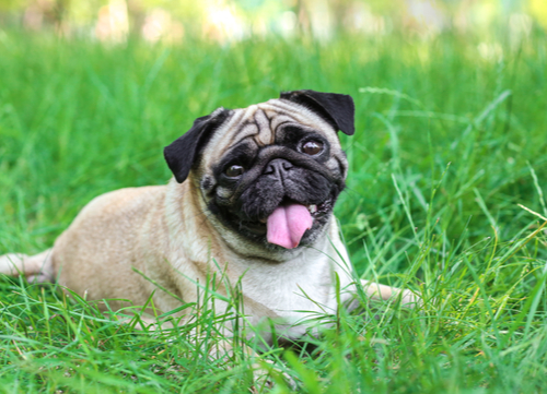 Most Affectionate Dog Breeds Pug