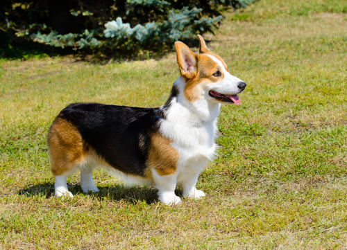 Prettiest Dog Breeds Pembroke Welsh Corgi