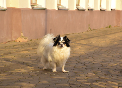 Papillion spaniel dog breeds