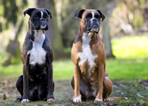 Most affectionate dog breeds boxer