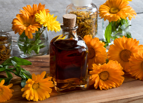 herbal dog remedies - Calendula Flowers