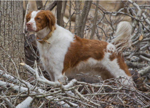 Spaniel dog breeds brittany