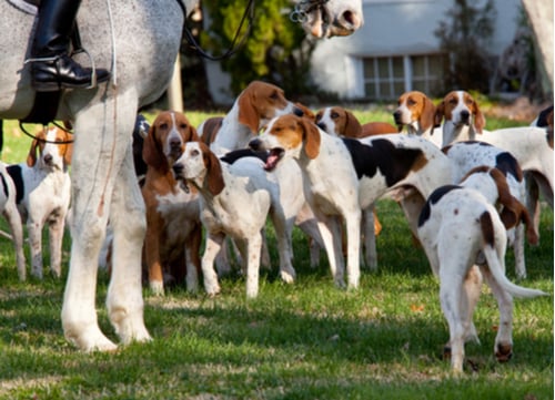 Hunting Hound Dog American Foxhound