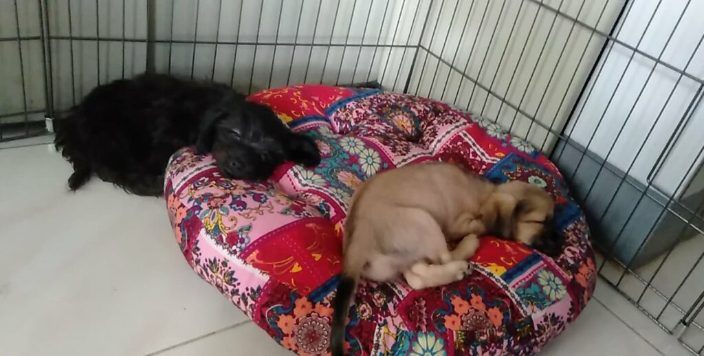 Zorro and Budak sleeping inside their crate