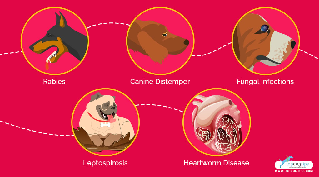 Deadly Dog Diseases 