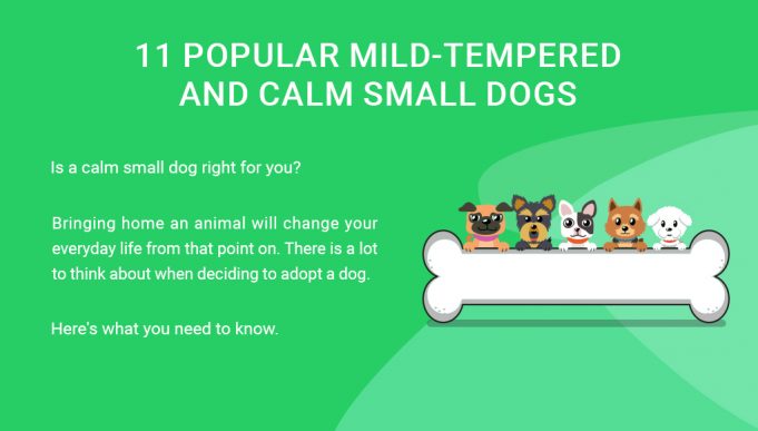 11 Popular Mild-Tempered and Calm Small Dogs