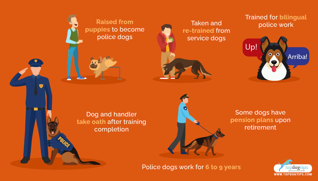 Most Popular Police Dog Breeds 