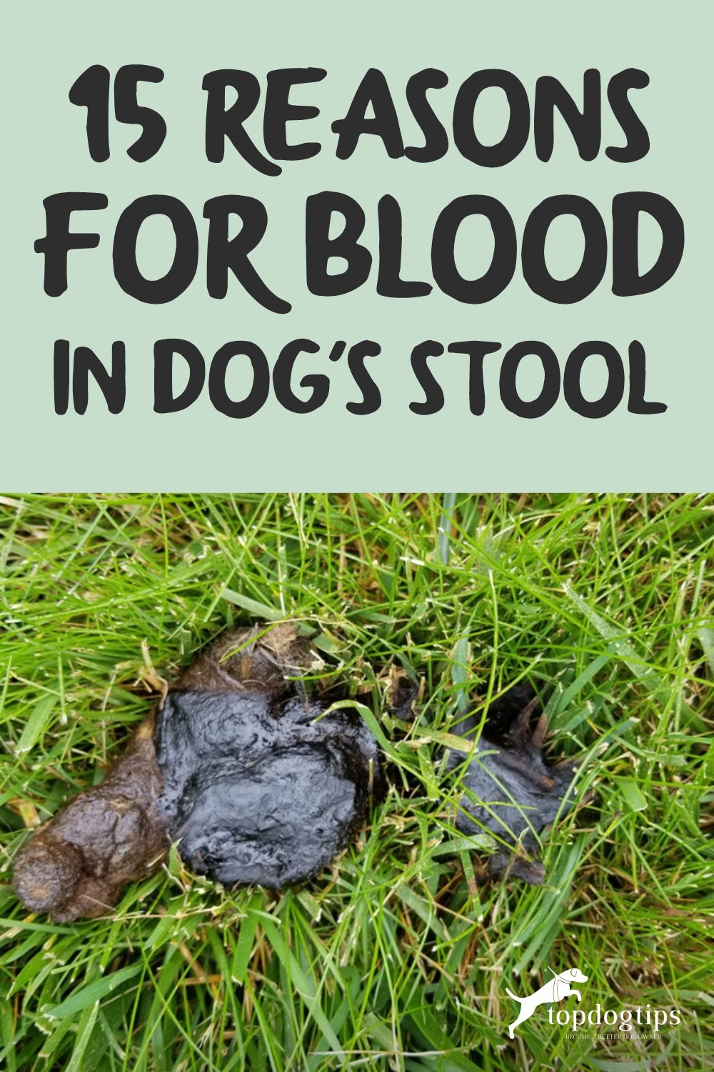 15 Reasons for Blood in Dog-s Stool