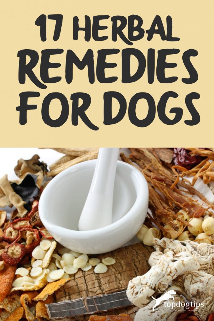 17 Herbal Remedies for Dogs