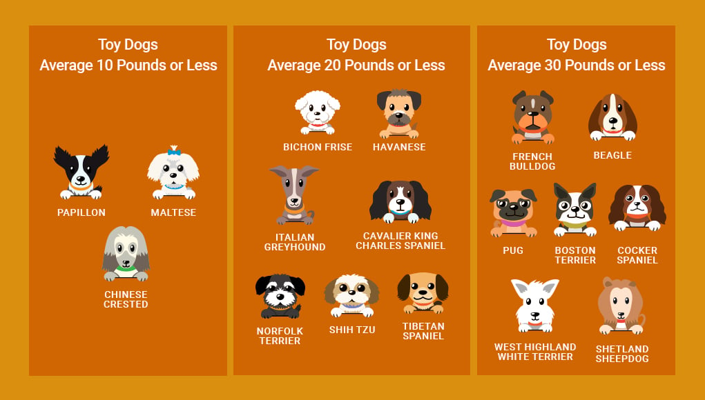 Small Dog Breeds for KIDS