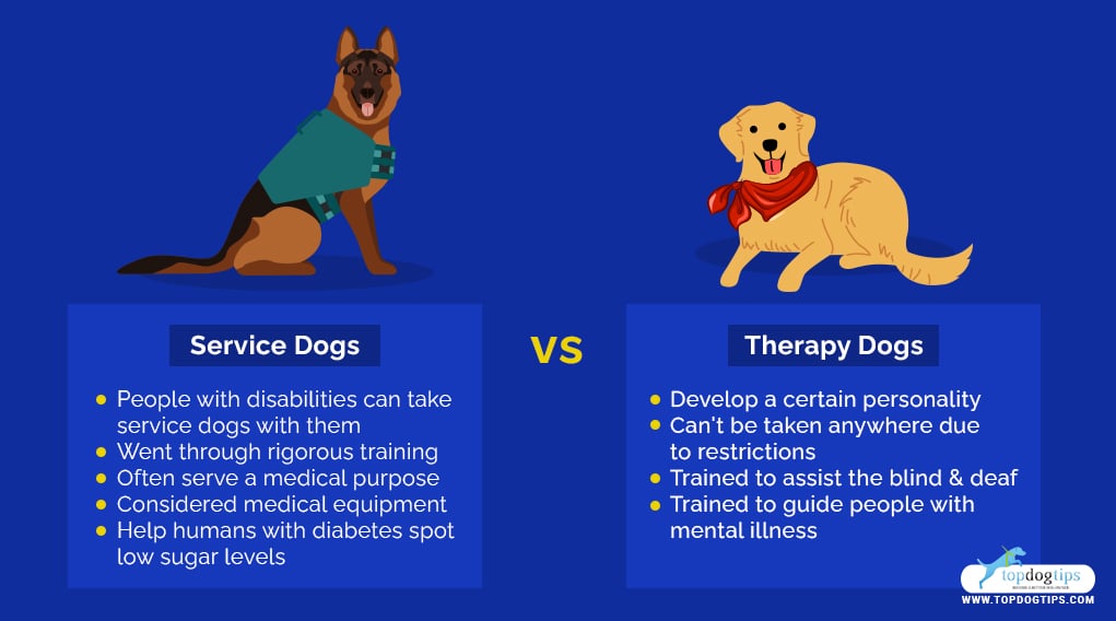 25 Best Therapy Dog Breeds List VERSUS