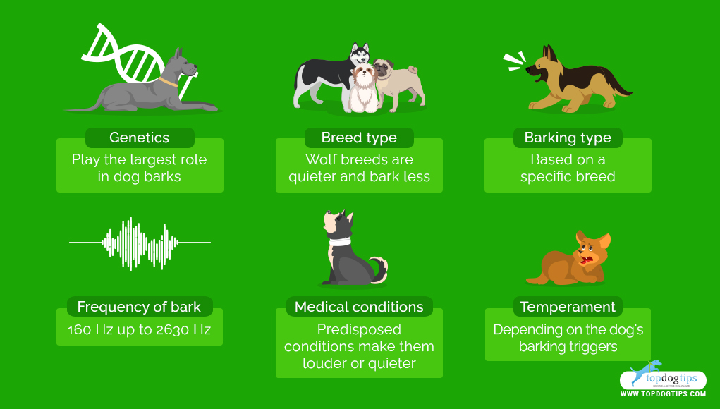 quiet dog breed