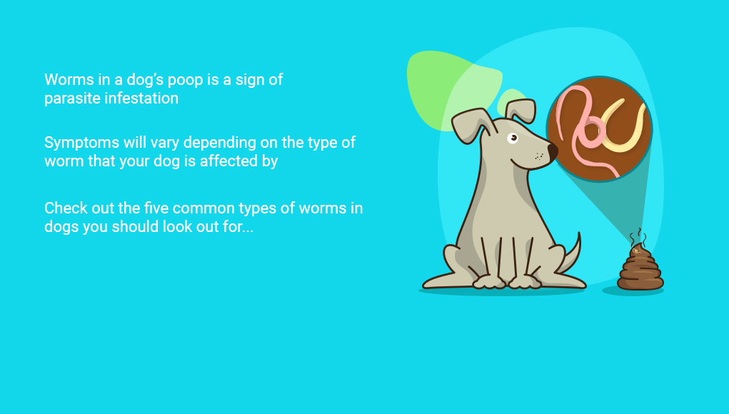 Worms in Dog Poop