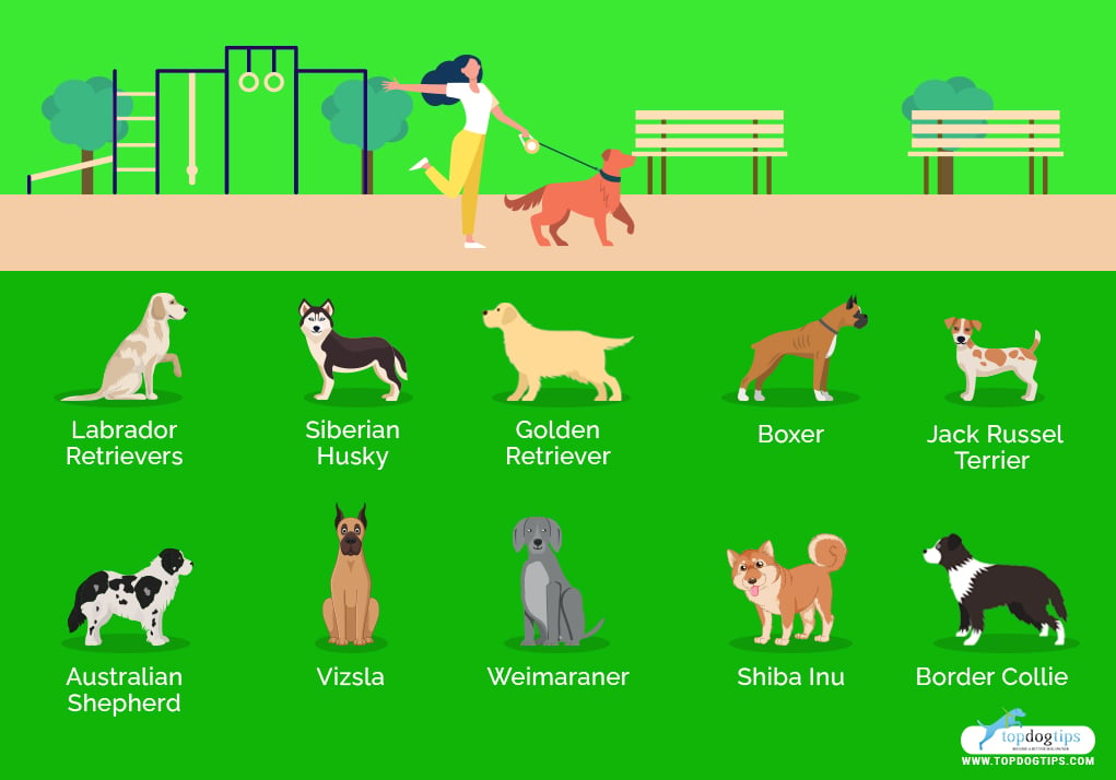 Dog Breeds for Women