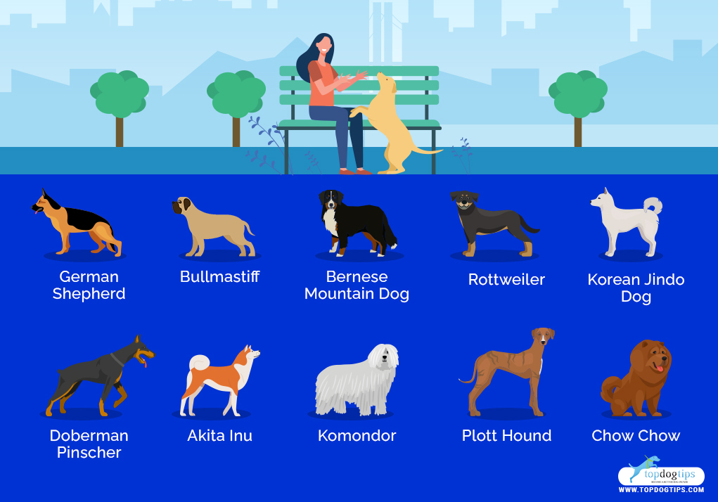 Dog Breeds for Women