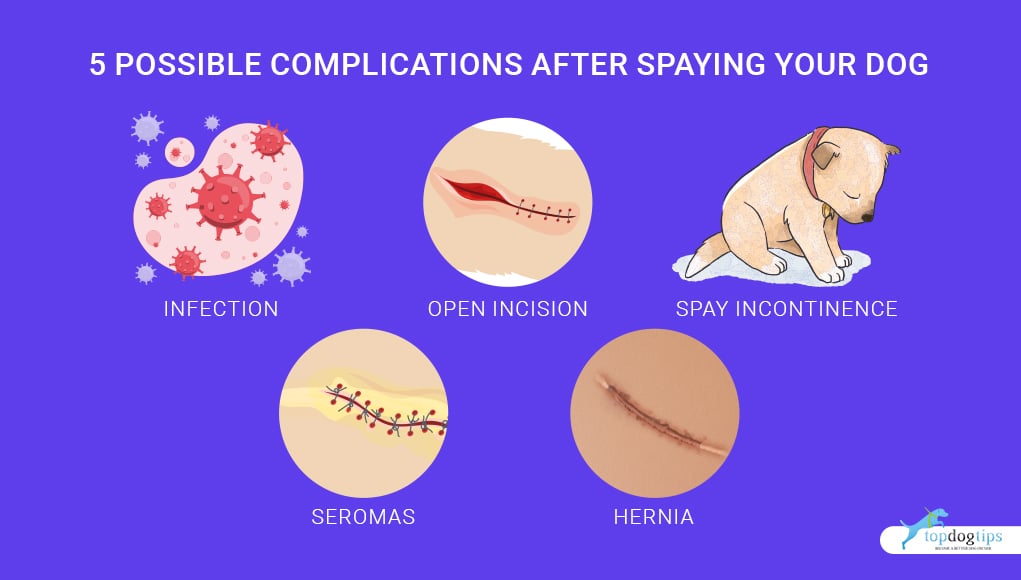 5 Possible Complications After Spaying Your Dog 1