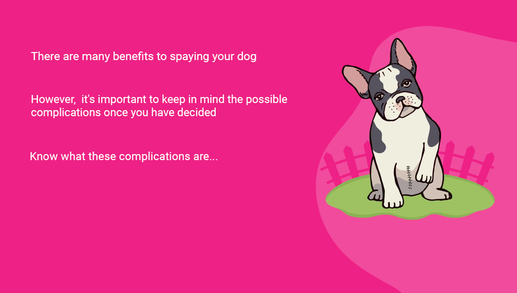 5 Possible Complications After Spaying Your Dog