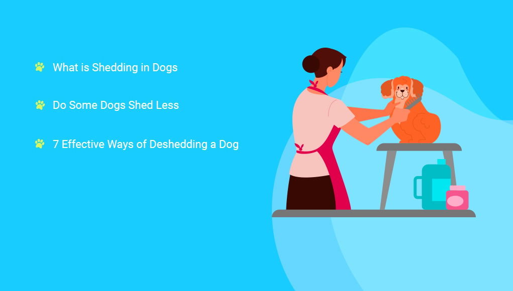 7 Ways of Deshedding a Dog