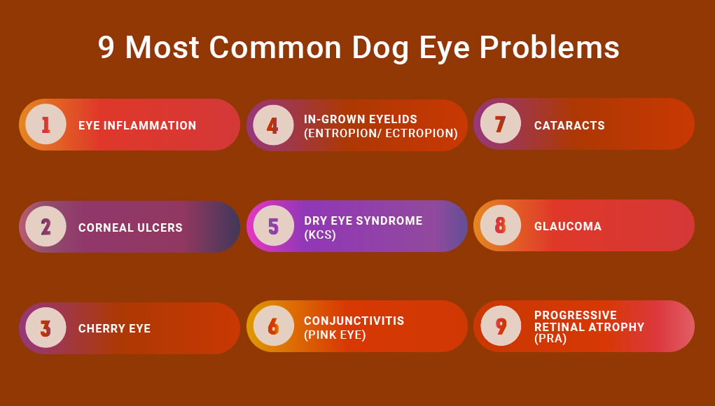 Dog Eye Problems 