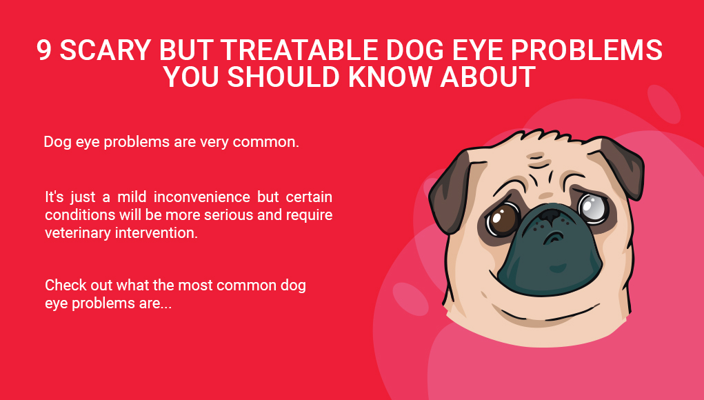 Dog Eye Problems